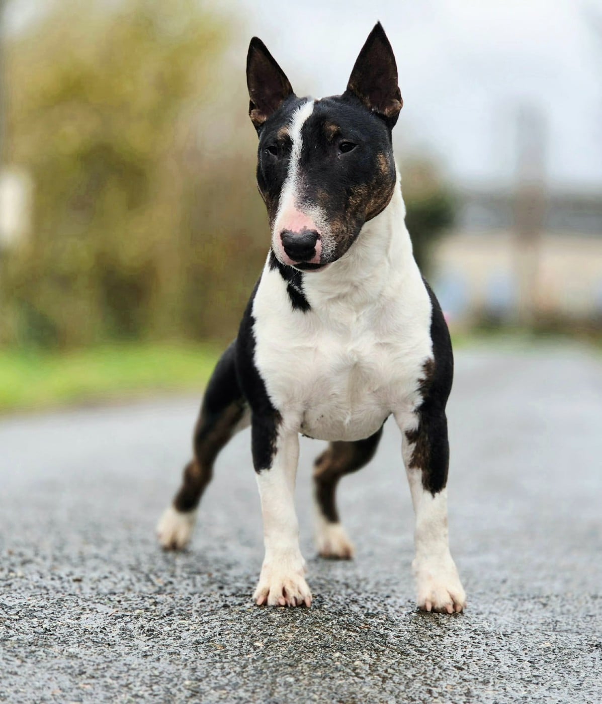 V'atlas de l'éternel de gaya De L'Eternel De Gaya 