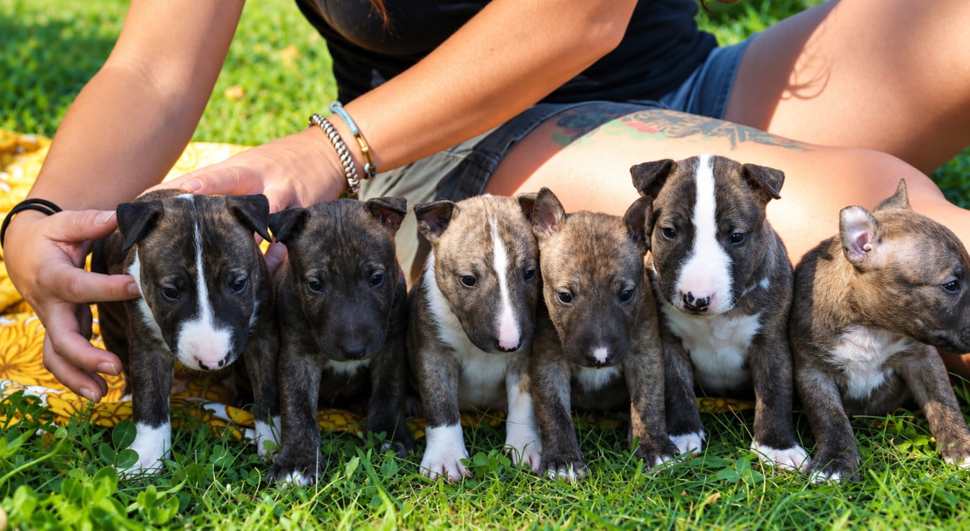 Bull Terrier Miniature - De L'esprit Du Diamant Noir