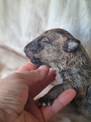 Les chiots de Bull Terrier Miniature
