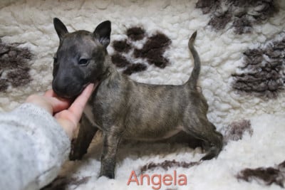 Les chiots de Bull Terrier Miniature