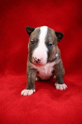 Les chiots de Bull Terrier Miniature