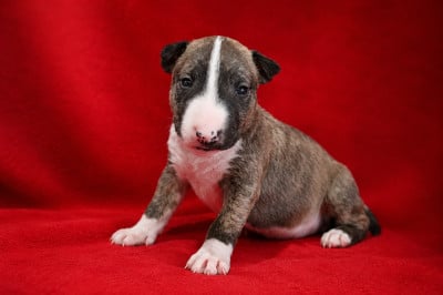 Les chiots de Bull Terrier Miniature