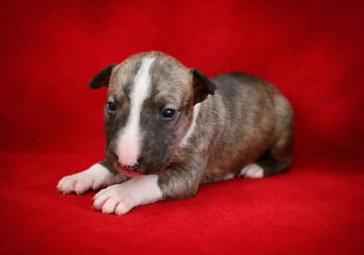 Les chiots de Bull Terrier Miniature