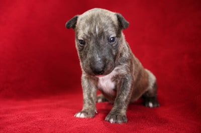 Les chiots de Bull Terrier Miniature