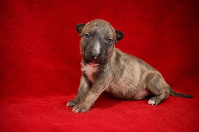 Les chiots de Bull Terrier Miniature