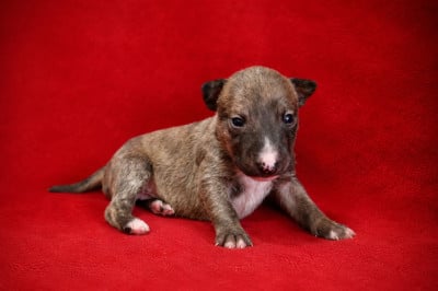 Les chiots de Bull Terrier Miniature