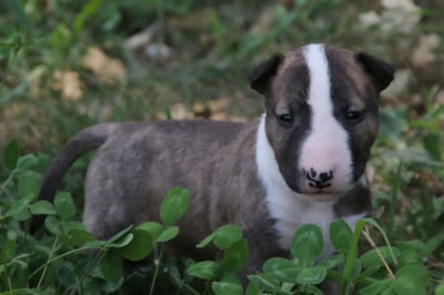 Les chiots de Bull Terrier Miniature