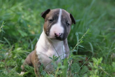 Les chiots de Bull Terrier Miniature