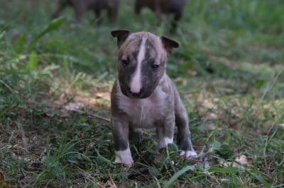 Les chiots de Bull Terrier Miniature