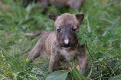 Les chiots de Bull Terrier Miniature