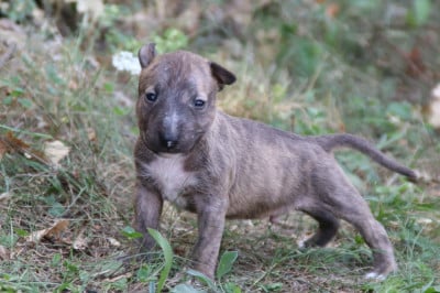 Les chiots de Bull Terrier Miniature