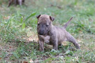 Les chiots de Bull Terrier Miniature