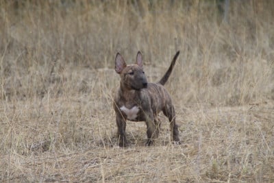 Les chiots de Bull Terrier Miniature