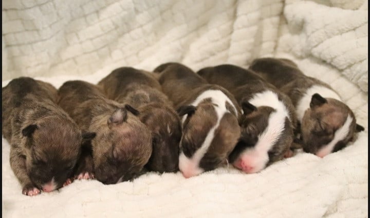 Bull Terrier Miniature - De L'esprit Du Diamant Noir