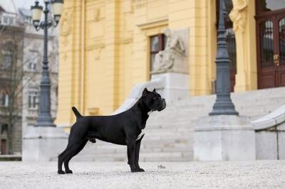 Publication : Dearum Monte