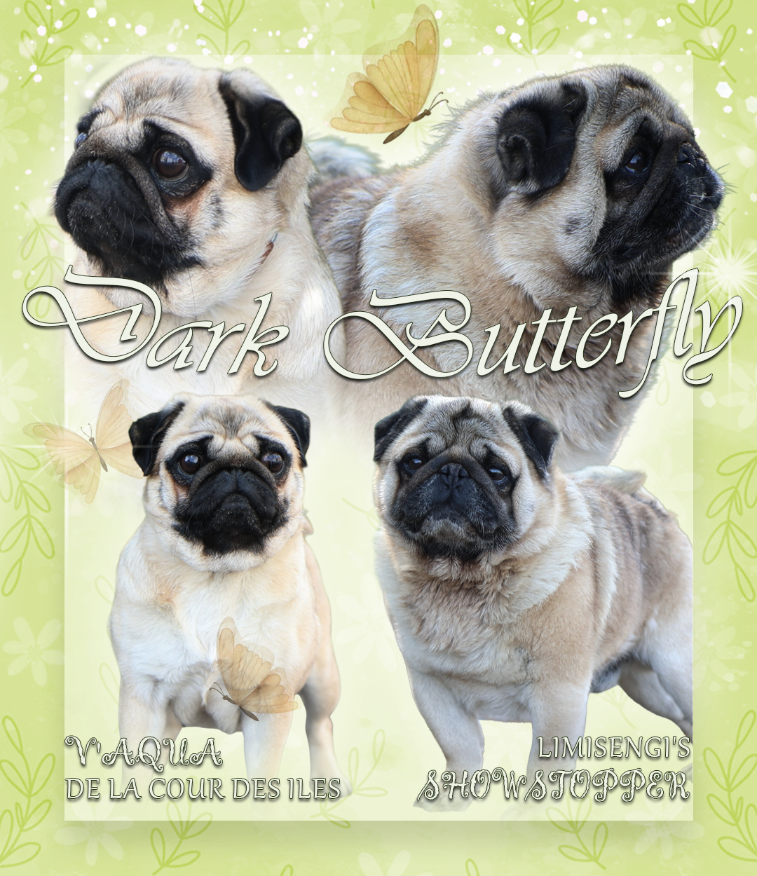 Dark Butterfly Bluey