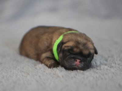 Les chiots de Carlin