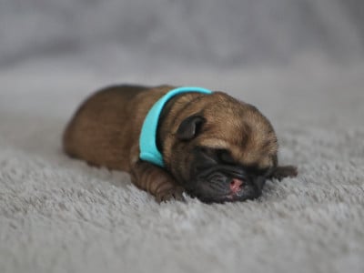 Les chiots de Carlin