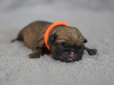 Les chiots de Carlin