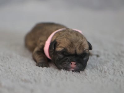 Les chiots de Carlin