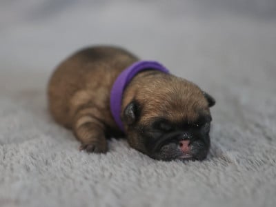 Les chiots de Carlin