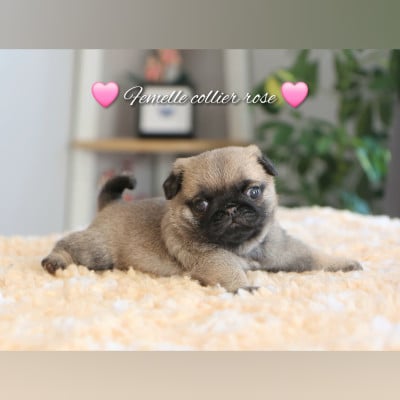 Les chiots de Carlin