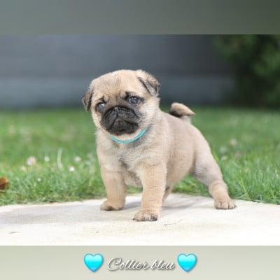 Les chiots de Carlin