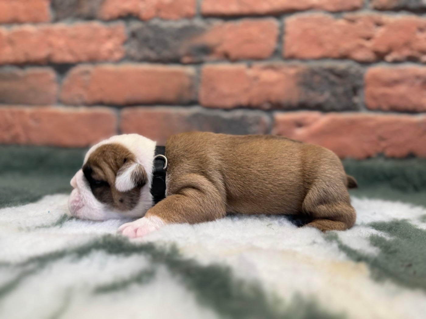 Bulldog Anglais - Shamrock Cottage