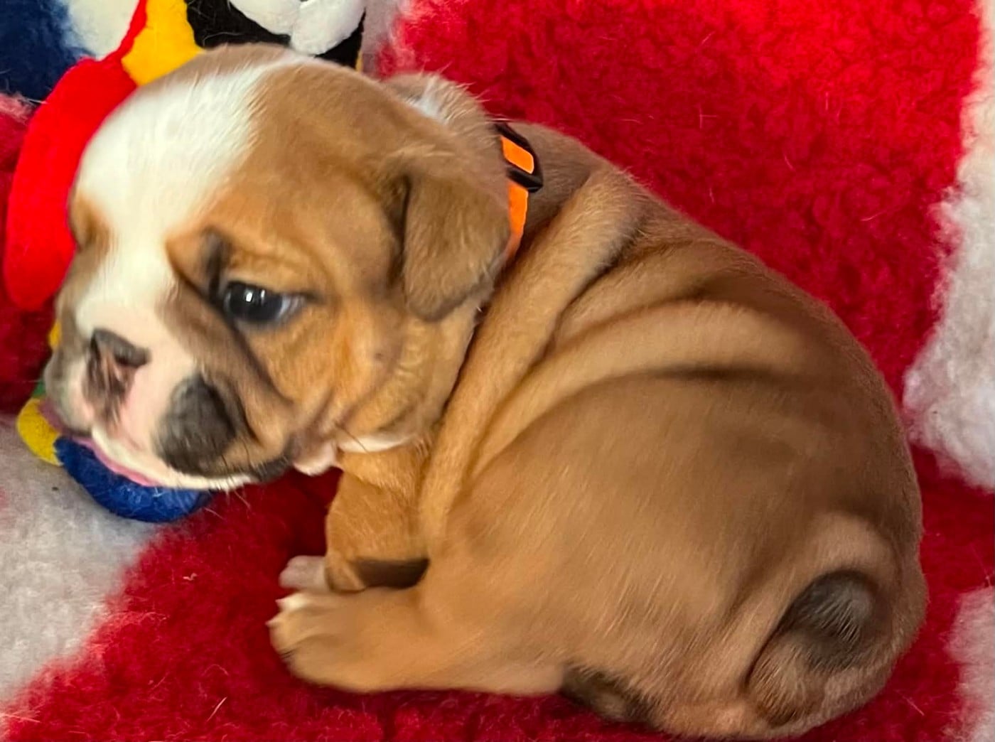 Bulldog Anglais - Shamrock Cottage