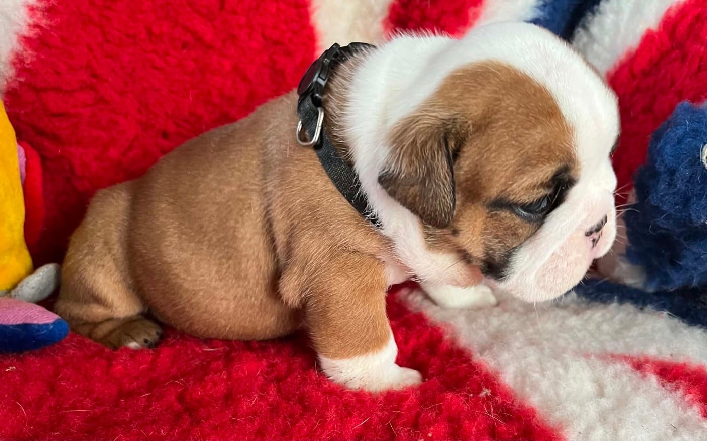 Bulldog Anglais - Shamrock Cottage