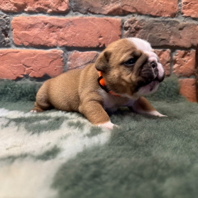 Les chiots de Bulldog Anglais