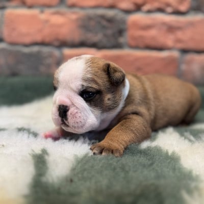 Les chiots de Bulldog Anglais