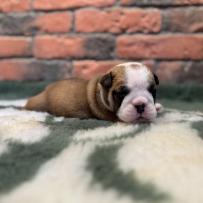 Les chiots de Bulldog Anglais