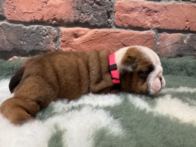 Les chiots de Bulldog Anglais