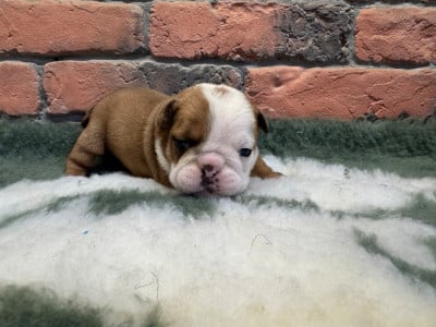 Les chiots de Bulldog Anglais