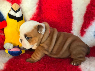 Les chiots de Bulldog Anglais