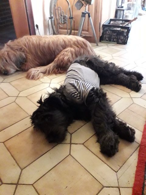 Pako du val de morteau