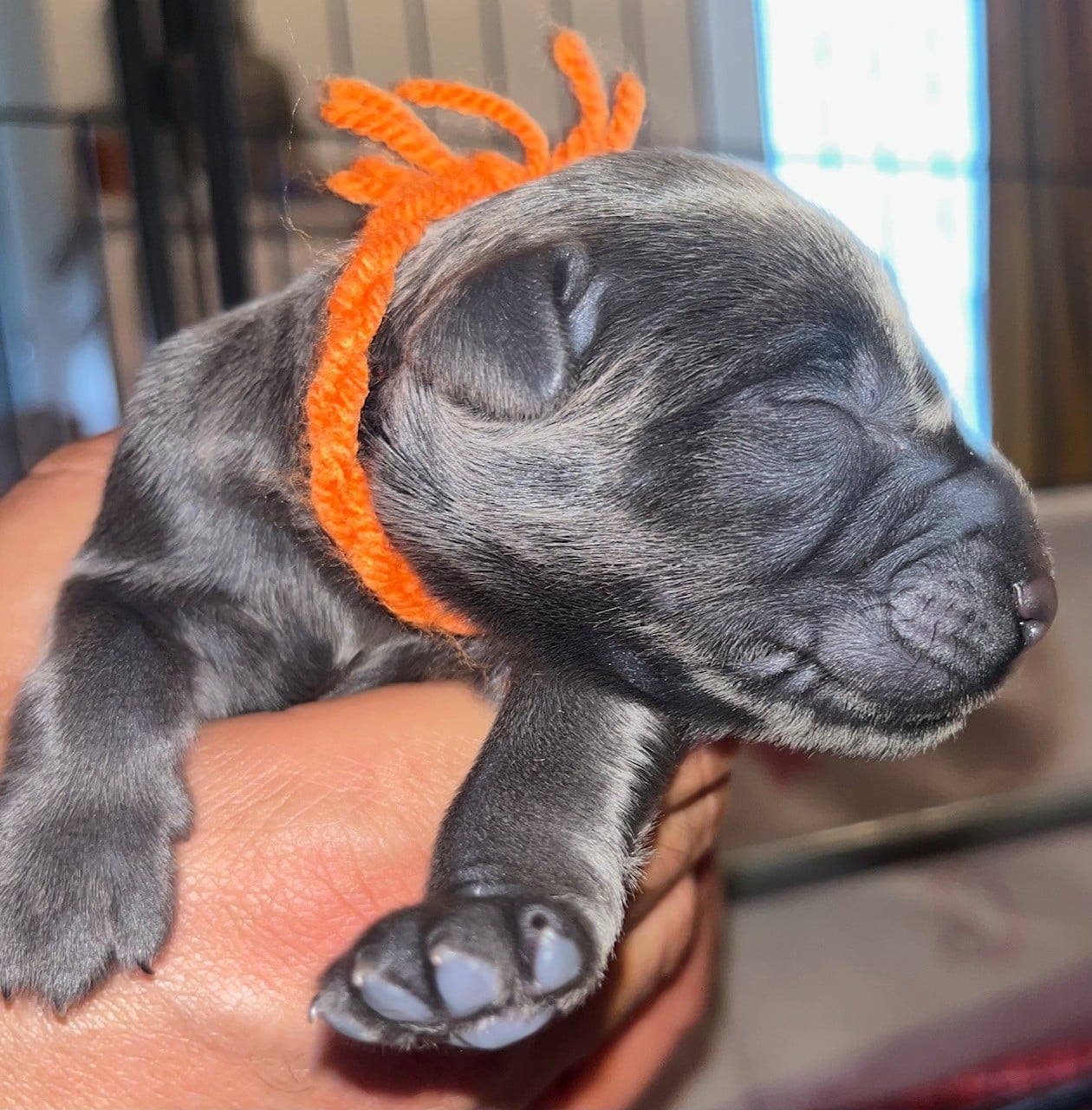 CHIOT orange