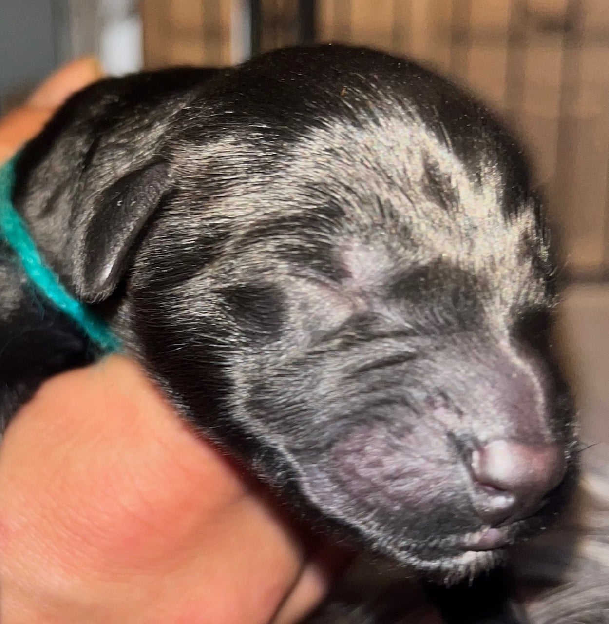 CHIOT vert - Berger de Brie