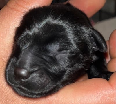 Les chiots de Berger de Brie