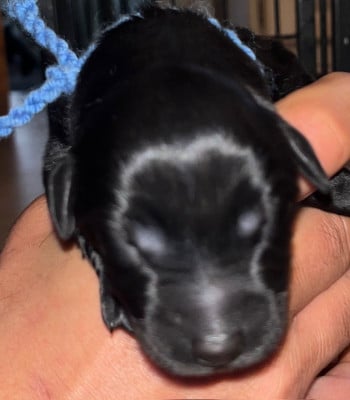 Les chiots de Berger de Brie