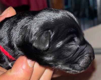 Les chiots de Berger de Brie