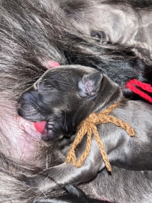 Les chiots de Berger de Brie