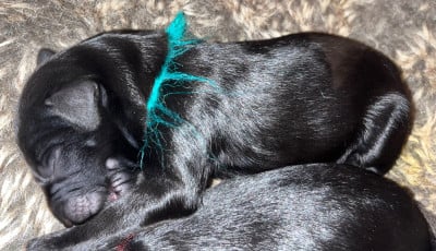 Les chiots de Berger de Brie