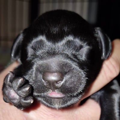 Les chiots de Berger de Brie