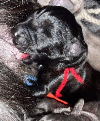 Les chiots de Berger de Brie