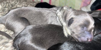 Les chiots de Berger de Brie