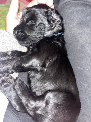 Les chiots de Berger de Brie