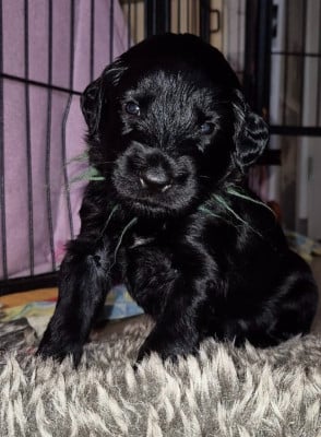 Les chiots de Berger de Brie