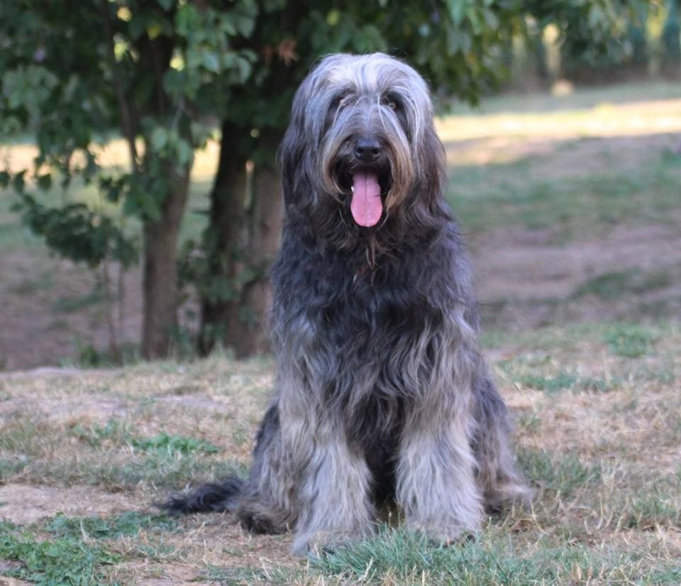 Accueil Elevage Du Val De Morteau Eleveur De Chiens